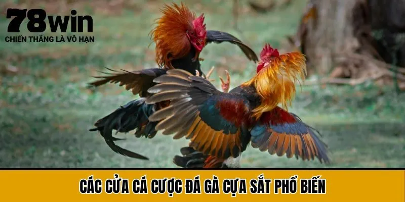 Các cửa cá cược đá gà cựa sắt phổ biến