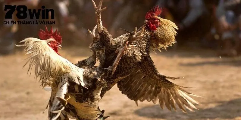 Đá gà 78Win - Thông tin cần biết